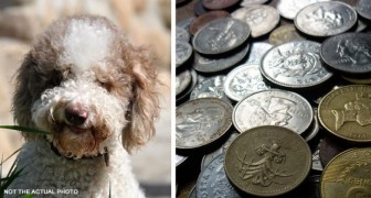 Cachorro olfatea y desentierra un tesoro de 6.000 libras esterlinas: era su primer paseo