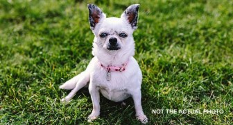Zwei Chihuahuas terrorisieren eine ganze Stadt: Sie sind kleine Rowdys