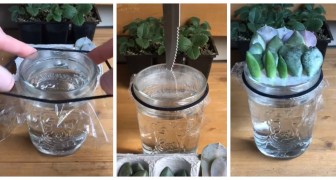 Propager les succulentes dans l'eau est vraiment facile : découvrez comment faire avec une vidéo de TikTok