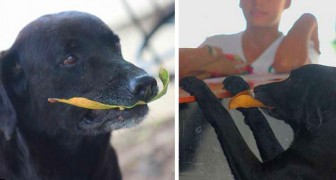 Un cane ha ideato un ottimo modo per guadagnarsi lo spuntino: acquista dei biscotti pagando con foglie
