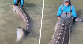 Vissers vinden een enorme dinosaurus-vis en laten hem vrij in de rivier: hij was bijna 3 meter lang