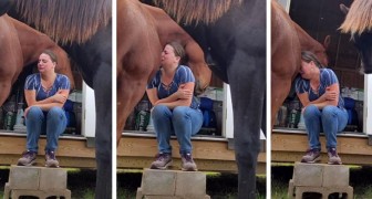 Verslagen door de aanstaande echtscheiding barst een vrouw in tranen uit: haar paard knuffelt haar en troost haar