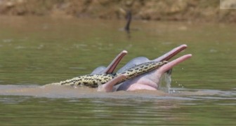 Forskare fångar det märkliga mötet mellan två delfiner och en anakonda: Ett försök till uppvaktning