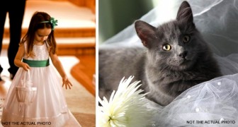 Sposa sceglie il suo gatto come damigella di nozze e non sua nipote: la sorella le dà dell'egoista