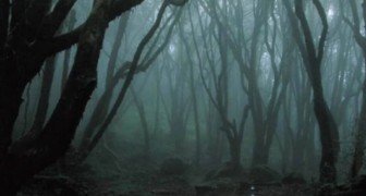 Der spukhafteste Wald der Welt: Vermisste Personen, paranormale Phänomene und UFO-Sichtungen seit Jahrhunderten