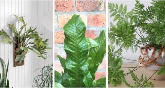 Arreda la casa con le piante: alla scoperta di 4 felci da interno dall'aspetto affascinante