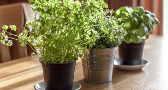 Vous avez envie de créer un jardin d'herbes aromatiques ? Découvrez ce que vous devez savoir