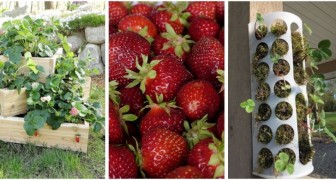 Kreieren Sie schöne DIY-Pflanzgefäße, um Erdbeeren auf kleinem Raum anzubauen!