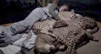 En man tar en tupplur tillsammans med tre geparder: denna överraskande video går runt på nätet