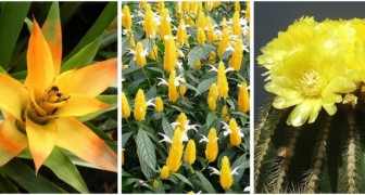 Allegre e solari: scopri 6 piante che producono fantastici fiori gialli
