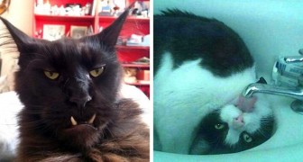 16 Katzen, die von ihren Besitzern in den bizarrsten und verstörendsten Posen verewigt wurden