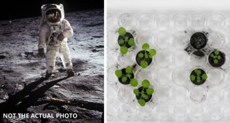 Prime piante coltivate su un terreno lunare prelevato dagli astronauti nelle missioni di cinquant'anni fa