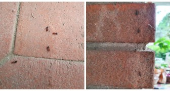 Stop alle formiche: tutti i rimedi fai-da-te da provare