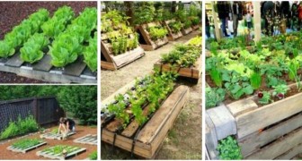 Mini-jardin avec les palettes : inspirez-vous de ces fantastiques projets DIY
