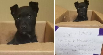Niño golpea la puerta y escapa dejando una caja de cartón con un mensaje: Encuentren casa a este cachorro