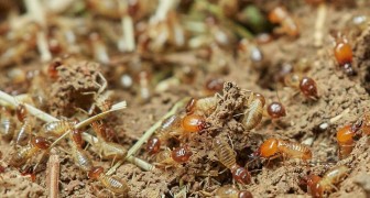 Scopri come capire se hai un problema di termiti in casa