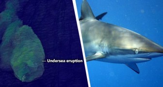 Een onderwatervulkaan vol gemuteerde haaien staat op uitbarsten: de waarschuwing van NASA