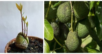 Coltivare l'avocado in casa: scopri le dritte utili per farlo crescere comodamente in vaso