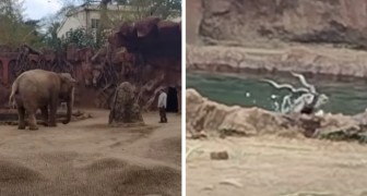 Heroïsche olifant redt antilope van verdrinking met zijn getrompetter (+ VIDEO)