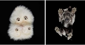 Under-dogs : les chiens photographiés en contre-plongée donnent vie à des clichés vraiment sensationnels 