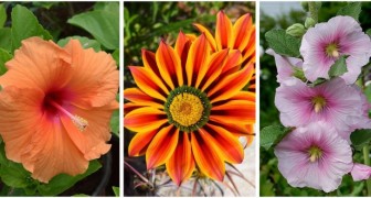 Prepara il giardino all'estate con fiori strepitosi dai colori vivaci!