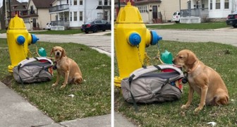 Woman finds a dog tied to a fire hydrant along with a heartbreaking letter: the sick owner can no longer keep the puppy (+ VIDEO)