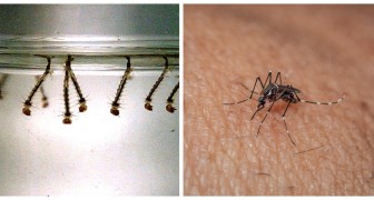 Mückenfalle: Sie können sie aus einer Socke und wenig anderem herstellen