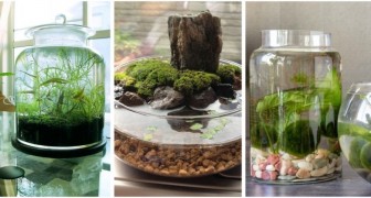 Un jardin aquatique miniature comme centre de table : 9 idées pétillantes dont vous inspirer 