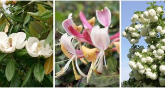 Mille profumi in giardino: scopri le piante dalle fragranze più irresistibili per il tuo angolo verde