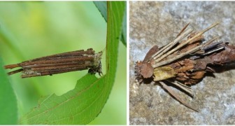 Attenzione agli Psichidi: questi insetti maestri di camuffamento possono danneggiare le tue piante