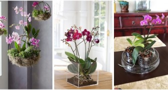 Fioriere per le tue orchidee: scegli quella che fa più al caso tuo