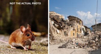 Onderzoekster traint muizen om door puin van aardbevingen te sluipen en ingesloten overlevenden te bereiken