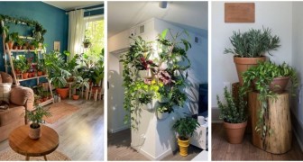 Verwenden Sie Pflanzen im Haus, um charmante grüne Ecken einzurichten