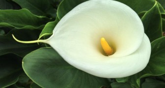 Calla-Lilie: nützliche Tipps für den Anbau einer Blume Symbol der Raffinesse