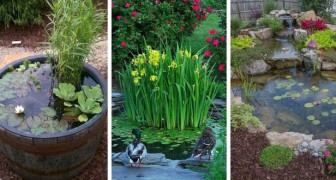 Étang dans le jardin : 5 propositions pour transformer l'outdoor en oasis de paix et de relax 