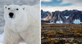 Scoperta popolazione di orsi polari in Groenlandia che sopravvive con poco ghiaccio
