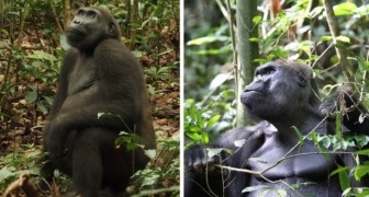 Alla scoperta di Kingo: il gorilla di quarant'anni padre di ben venti figli (+VIDEO)