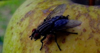 Se débarrasser des mouches : utilisez de simples remèdes DIY pour les éloigner de la maison
