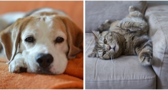Stop ai peli di cani e gatti sul divano: prova qualche rimedio semplice ed efficace