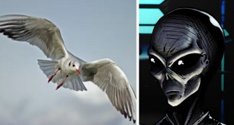 Fiskmåsar och flugor kan vara utomjordiska spioner som är hitskickade för att studera människan: teorin av en expert på UFO