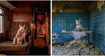 Un cane in luoghi abbandonati: una fotografa rende questa combinazione esplosiva