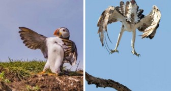 Quando il tempismo non è il tuo forte: 15 foto buffe di uccelli che sono venute incredibilmente male