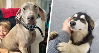 15 fotografie di cani che dimostrano il loro affetto incondizionato per gli esseri umani