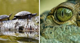 Veroudering vertragen? Een studie beweert dat reptielen en amfibieën het levenselixer verbergen