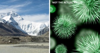 Trovati microbi incredibilmente sopravvissuti nei ghiacciai: molti appartengono a specie sconosciute