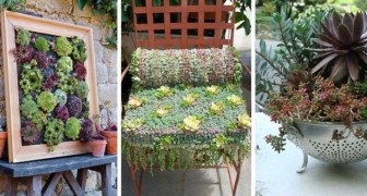 8 miniatuurtuintjes met vetplanten die je absoluut onweerstaanbaar zult vinden