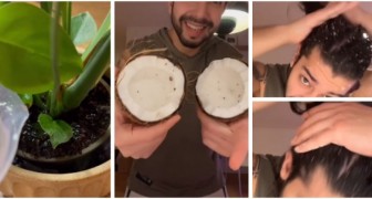Una noce di cocco per prenderti cura dei tuoi capelli e delle piante: scopri come usarla, con TikTok