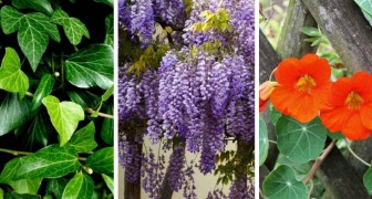 5 bellissime piante rampicanti per il giardino o il balcone che crescono velocemente