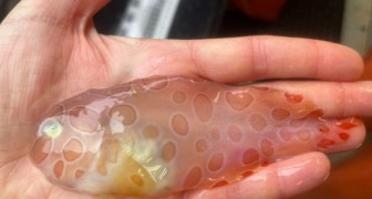 Bizarre “slakvis” met een merkwaardig transparant uiterlijk gevonden in de diepten van de oceaan