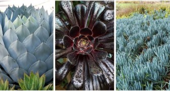 Scopri le meraviglie di 3 splendide succulente che sanno resistere al caldo estremo